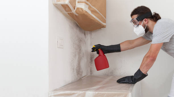 Professional Basement Mold Remediation technician working in Mountville, PA